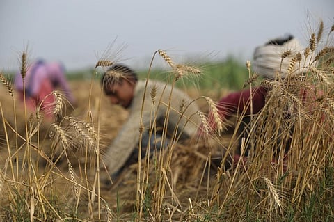 Future of Indian agriculture and small farmers: Role of policy, regulation and farmer agency