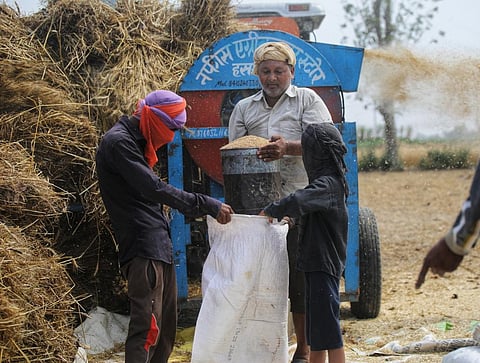 Wheat procurement season near, but no word from Punjab on direct MSP payment