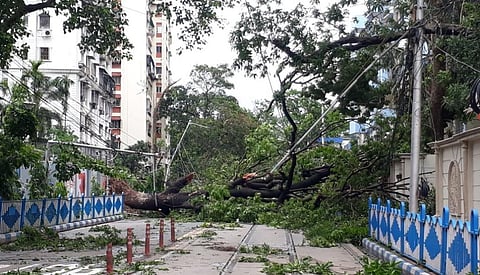 More than 3,000 trees were severly affected in Bengal. Photo: Mokffarul Iqbal