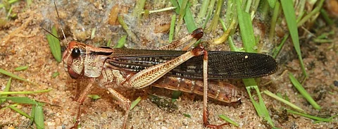 Desert locusts are multiplying at 400 times than usual due to favourable climatic conditions. Photo: Wikimedia Commons