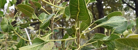 Ficatum, Lalkuan Range