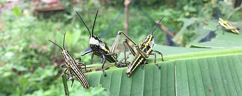 The grasshoppers seen in Pulpally, Wayanad, Kerala. They are known by the common name of 'Coffee Locusts'. Photo: Dhaneesh Bhaskar