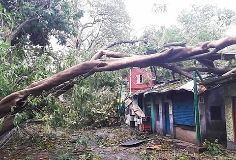 अंफान चक्रवात की वजह से सागर द्वीप में गिरा पेड़। फोटो: उमेश कुमार राय