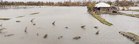 Agricultural fields submerged in the aftermath of cyclone Amphan, in Sundarbans. Photo: Gurvinder Singh