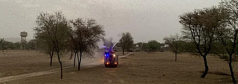 At Karanpur village of Rajasthan’s Jaipur district that has been hit by locust swarm. Photo: Ishan Kukreti