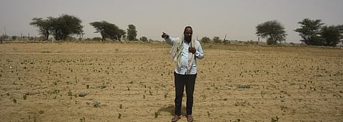 It took locusts just two hours to devour Bikaner farmer Rajkumar Jhakad's cotton crops. Photo: Adithyan PC