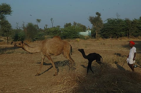 Photo: Samrar Mukharjee