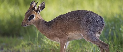 Global Eco Watch: Botswana farmers can now keep small game on their farms