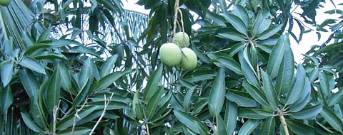 COVID-19 and Cyclone Amphan: Malda’s Mango growers bear the brunt