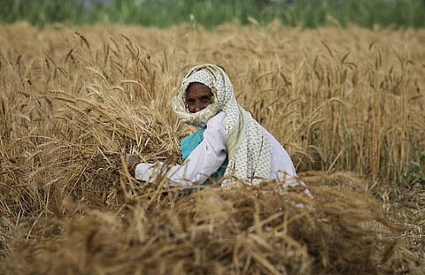 लॉकडाउन में किसानों को फसल काटने की इजाजत देरी से मिली। फोटो: विकास चौधरी