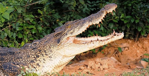 A 33 year-old fisher woman was attacked by an estuarine crocodile while collecting prawn seed in Bhitarkanika. Photo: Ashis Senapati