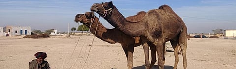 Camels infected with mange at Karanpura village in Bikaner district Photo credits: Suraj Singh / Desert Resource Centre