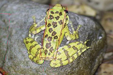 भारतीय वैज्ञानिकों ने खोजा हर मेंढ़क की पहचान करने का नया तरीका