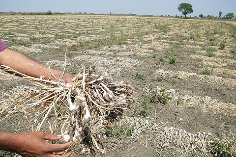 ओलावृष्टि की वजह से लहसुन की फसल को हुए नुकसान को दिखाता एक किसान। फाइल फोटो: कुंदन पांडेय