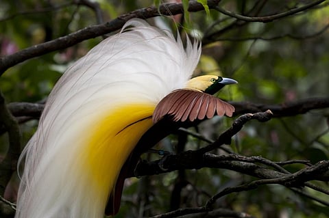 Climate change, biodiversity loss and other global ills share root causes