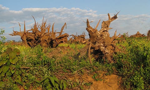 Investors accuse 37 Indian companies of hiding environmental impact information