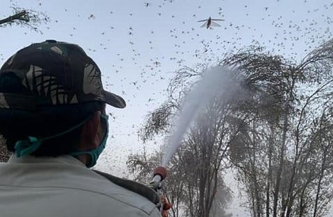 राजस्थान के जयपुर जिले में टिड्डियों के ऊपर फायर ब्रिगेड की गाड़ी से कीटनाशक का छिड़काव करते कर्मचारी। फोटो: इशान कुकरेती