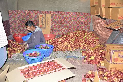 सेब तोड़ने के बाद उसकी ग्रेडिंग में लगा मजदूर। फोटो: रोहित पराशर