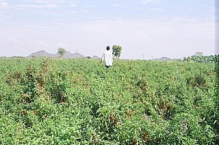 Organic farming: How Indian states are stepping up the act