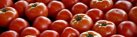 Verifying viral virus truths: Tomatoes, tiranga and TRPs