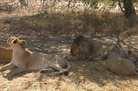 गिर नेशनल पार्क में आराम फरमाते शेर। फाइल फोटो: सुप्रिया सिंह