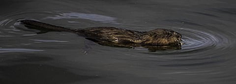 Muskrats are a semi aquatic rodent species native to North America. Photo: goodfreephotos.com