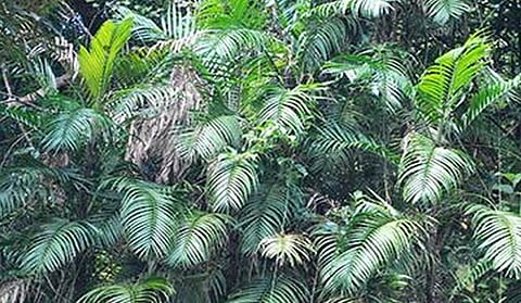 Rattans are climbing spiny palms, with about 600 species belonging to 13 genera, that are distributed all over the world