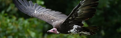 What’s behind hundreds of vulture deaths in Guinea-Bissau — and what can be done