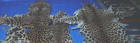 The two leopard skins were recovered by the special task force at Ranapur in Nayagarh district. One person was arrested. Photo: Ashis Senapati