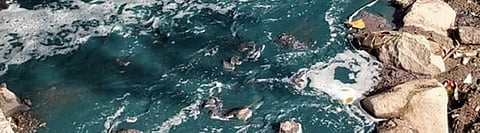 Effluents in river Ulhas turned its water turquoise blue, according to a report Photo: Shreya Verma