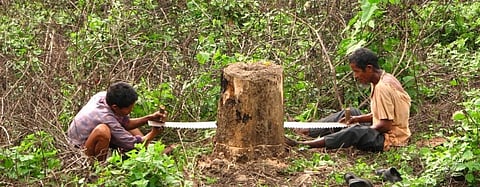 Deforestation can cause wildlife to come into close contact with humans, causing a release of pathogens and new diseases. Photo: Wikimedia Commons