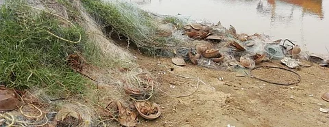 Horseshoe crab flesh is believed to have aphrodisiac properties. Photo: Ashis Senapati