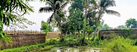 Betel vines in the Tamluk block of Purba Medinipur district. Photo: Sreenita Mondal