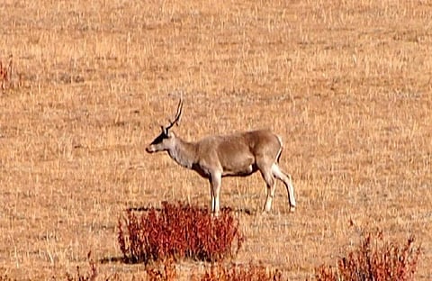 Photo: wikimedia commons