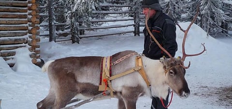 Reindeer are found in the Arctic regions of northern Europe, Siberia and North America. Photo: Flickr