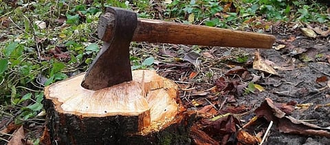 The Manipur High Court outlined the link between forest destruction and infectious disease like COVID-19. Photo: https://pixnio.com/