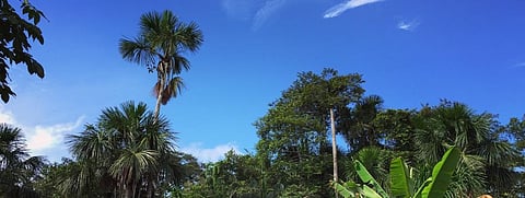 Tree-planting campaigns can reduce, not improve biodiversity, shows study