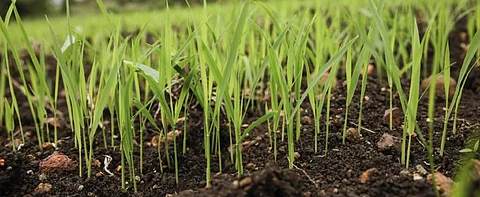 Punjab wants farmers to stay away from 9 pesticides. Will it help?