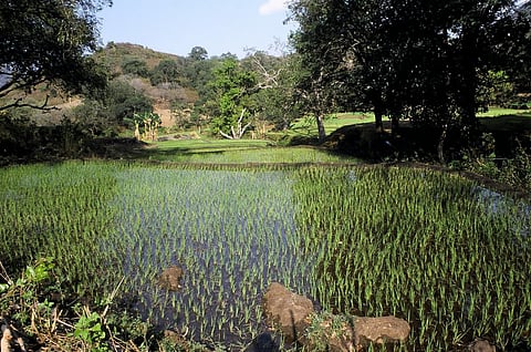 मॉनूसन 2022: परेशान करने वाले हैं खरीफ सीजन में बुआई के आंकड़े