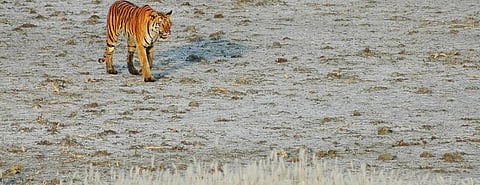 A Bengal tiger within a forested island of the Sundarbans which hardly has mangroves inside it due to salinity. Photo: Biswajit Roy Choudhury