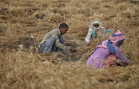 भारी बारिश बन रही है किसानों के लिए नुकसान का सबब