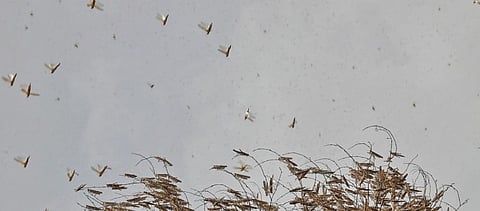 Locusts have invaded 11 districts of Bihar in the past four days. Photo: Vikas Choudhary / CSE