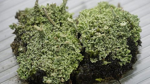 पिथौरागढ़ के मुनस्यारी में बने लाइकन गार्डन में लगे लाइकन। उत्तराखंड में इसे झूला घाट या पत्थर के फूल भी कहा जाता है। फोटो: वर्षा सिंह