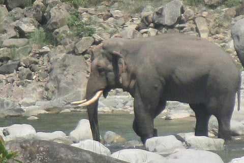 उत्तराखंड के तराई वृत्त में हाथियों का काफिला। फोटो: वर्षा सिंह