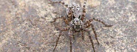 Global Eco Watch: Wolf spiders reproducing more in warming Arctic