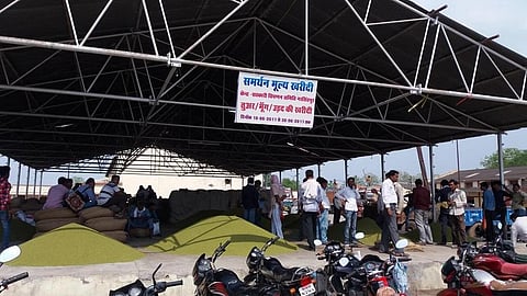 पिछल कई वर्षों से मध्यप्रदेश में मूंग खरीदी समर्थन मूल्य पर होती रही है। फाइल फोटो: मनीष चंद्र मिश्र