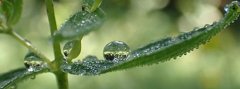 Biodiversity governance: The agreements and laws that help enforce it