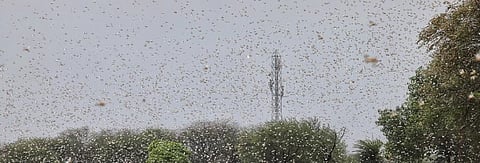 The Food and Agriculture Organization says a locust plague can be declared only when widespread and heavy infestations occur in one or more years. Photo: Vikas Choudhary / CSE