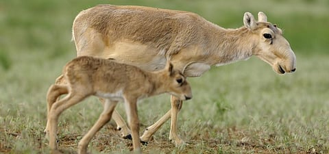 530 calves have been born to the Ustyurt Plateau population of saiga. Photo: Flickr