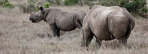 The Chinese government has recommended a traditional Chinese medicine called ‘Angong Niuhuang Wan’, which contains rhino horn, in contradiction of its ban on wildlife trade. Photo: @ChinaDaily / Twitter